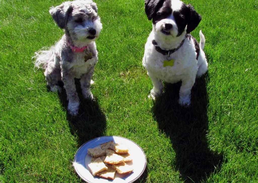 Recipe Photo Cookies for Dogs